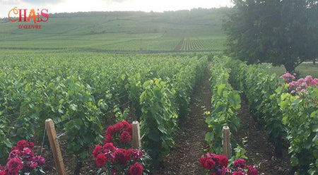 Bourgogne : à la découverte du millésime 2013