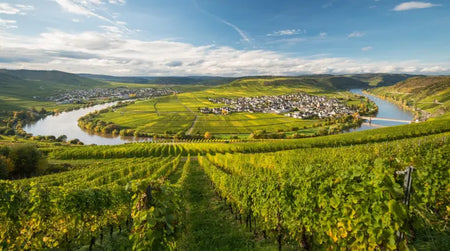 Coup de cœur : Pfalz Spätburgunder Kabinett Trocken 2019 – Weingut Koehler-Ruprecht